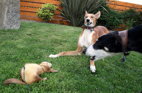 hounddogsrunning:  “WTF IS THAT?!”