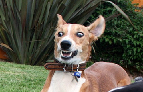 hounddogsrunning:  “WTF IS THAT?!”