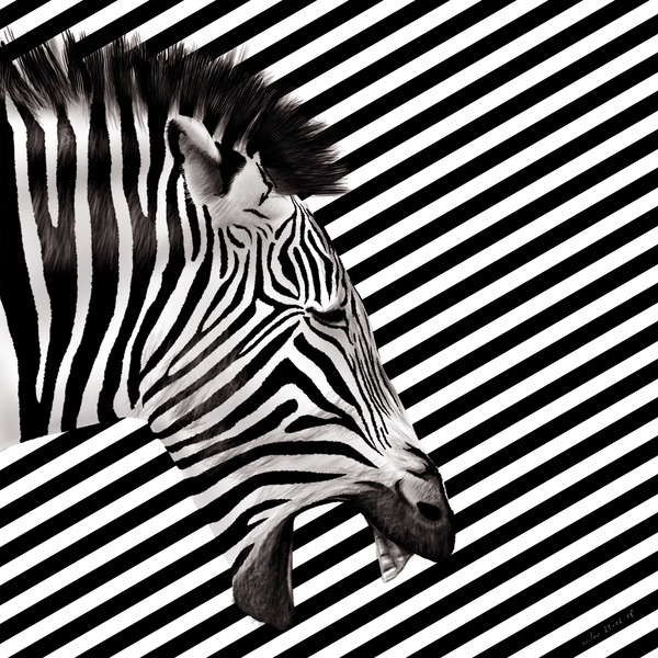 devidsketchbook:  UNGRY ANIMALS SERIES Artist Samy Halim  This is a series of a