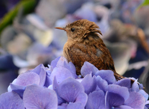 A Little Wren in Hydrangea