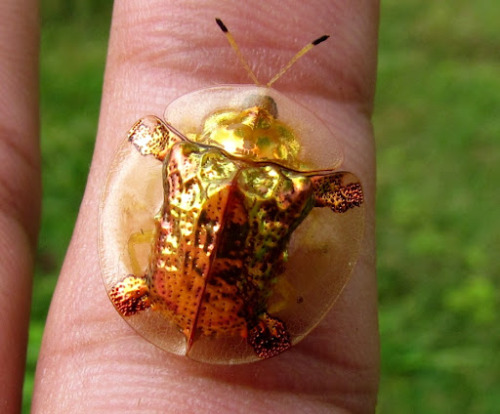 dantheuscfan:the golden tortoise beetle.