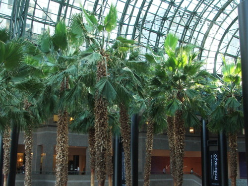 The Winter Garden at the World Financial Center with real palm trees