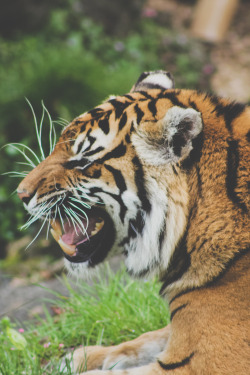plagved:  the tigers at the zoo were angry :( 
