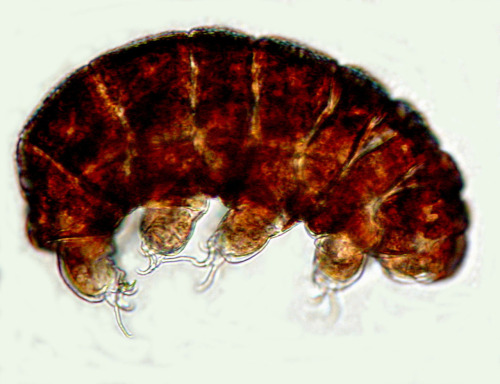 Tardigrades, also called water bears or moss piglets are tiny 1mm long animals that can survive in u