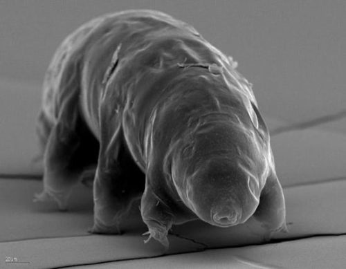 Tardigrades, also called water bears or moss piglets are tiny 1mm long animals that can survive in u