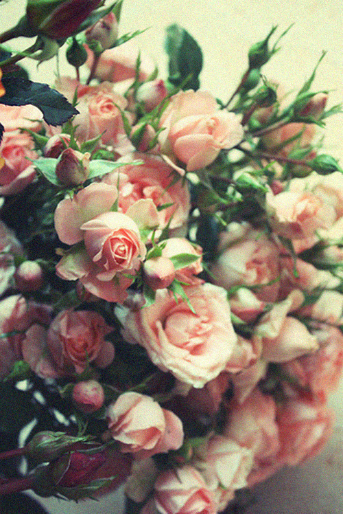 betweenlegs:  roses ;w; 