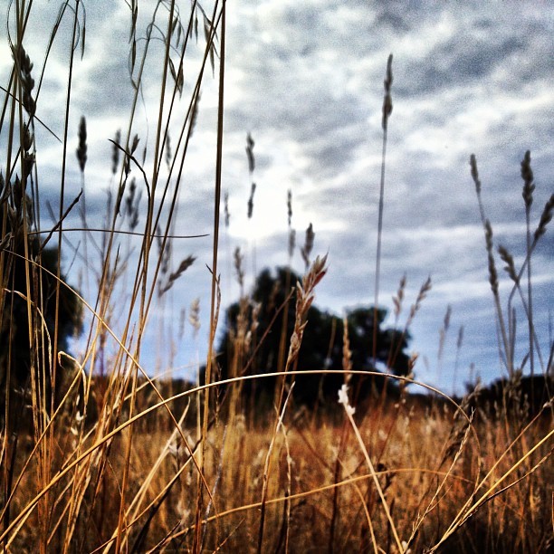 #backpacking #hiking #camping #hills #mountains #sky #early #morning #grey #blue #oaktree #weeds #grass #iphoneography #nature #wilderness #adventure #adventureisoutthere (Taken with Instagram at Elsinore Peak)