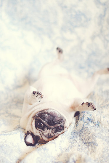 “UpSiDEdOwn Pug” by NJMphotography | Redbubble