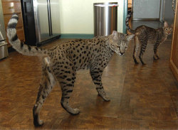 This is a Savannah cat. It’s a cat that