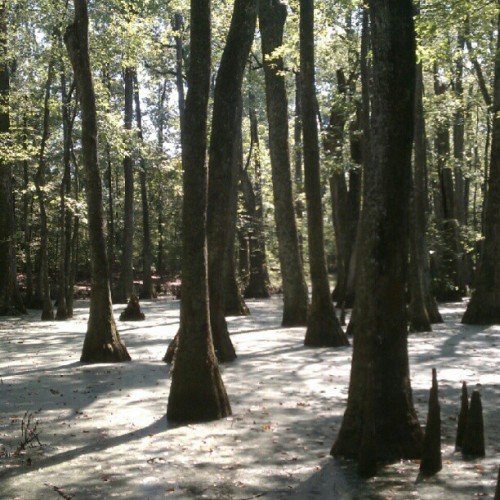 Taken With Instagram At Cypress Swamp