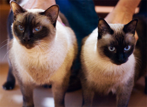 soda-float:  puddingfountain:  emmyc:  This is Shawn and Gus! Two handsome brothers