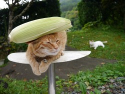  Wild corn cats are exceptionally rare. 