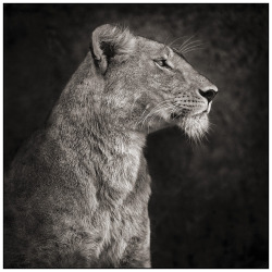 phototoartguy:  Lioness Against Rock by Nick Brandt 