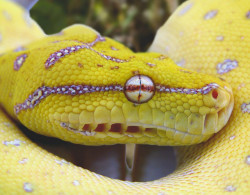 snake-time:  Green Tree Python Head showin heat sensors by Tedd Greenwald on Flickr. 