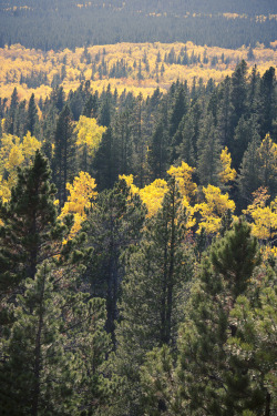 pizzaofmydreams:  Aspens changing.