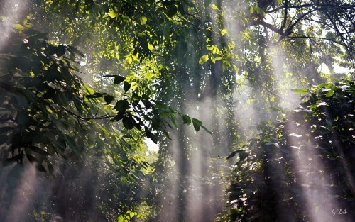 wallpapers-free: Foggy Rainforest