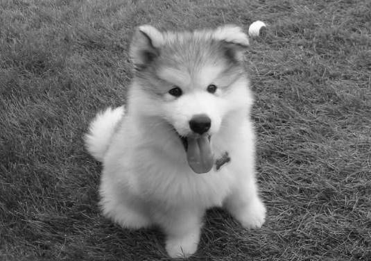 becauseirippedmypants:  that-psych0-bitch:  it’s just so fluffy…  I WANTTTTT