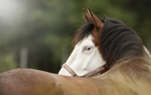 theequus: Flash 23 mai 11 by Steph Roy on Flickr.