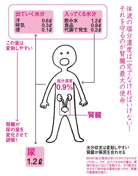 trss:  腎臓がおしっこを作る深い理由　　：日本経済新聞 
