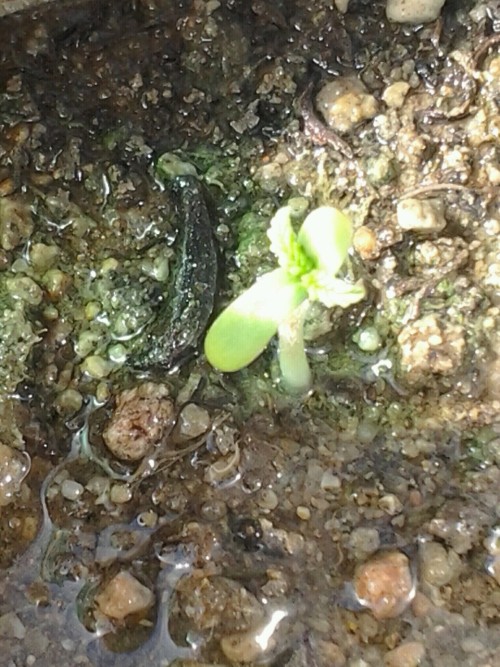 growing my first plant :D