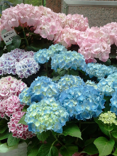 injection:銀座プランタンの花屋にて 紫陽花を 時の経つのは本当に早いなぁと by ykunii 