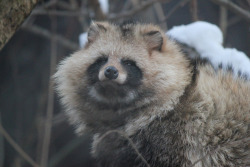 death-420:  disgustinganimals:  lotsofwildthings:  Raccoon dog / エゾタヌキ (by yanoks48)  looks like a nerd.  you take that back…. 