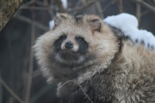 harbadger: death-420:disgustinganimals:lotsofwildthings:Raccoon dog / エゾタヌキ (by yanoks48)loo