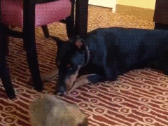 dpaf:  Pomeranian Puppy vs Doberman [video] 