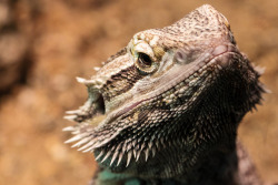 animals-animals-animals:  Central Bearded Dragon (by Silvain de Munck)