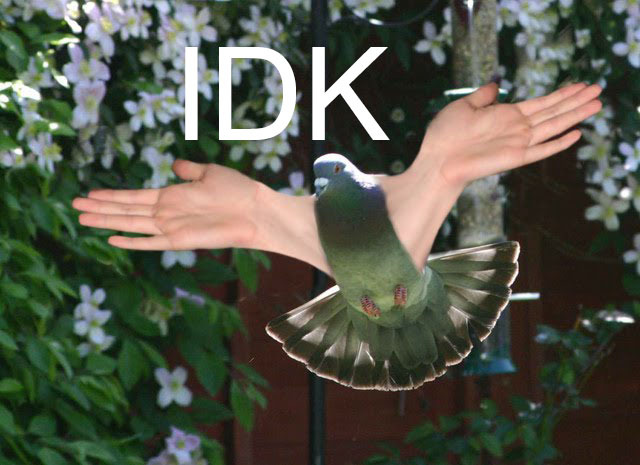  I SEARCHED BIRDS WITH ARMS WHY DID THIS COME UP