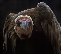 animals-animals-animals:  Hooded Vulture