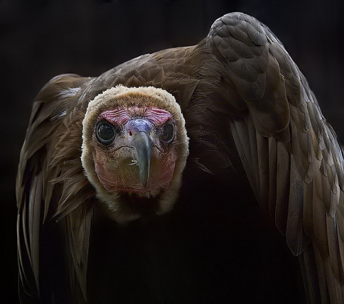 Porn photo animals-animals-animals:  Hooded Vulture