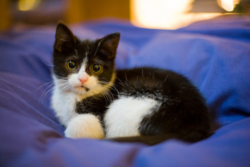 ilovecatsok:Kitten update - Day 140 of Project 365 by purplemattfish on Flickr.