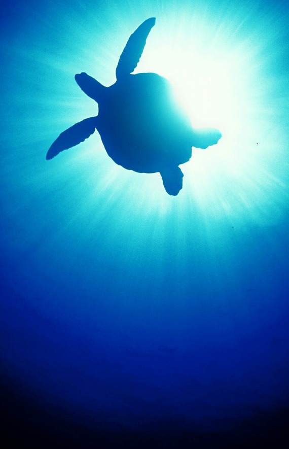 xxmermaidstears:  bikini-point:  Follow my ocean blog 0cean-goddess then msg me