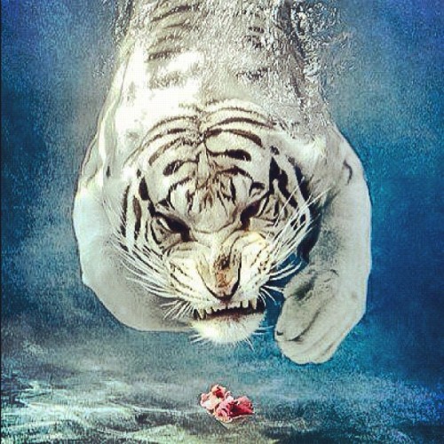 Tiger diving under water for a piece of meat. this is at a zoo in Cali. #dope #animals #instaphoto  (Taken with Instagram)