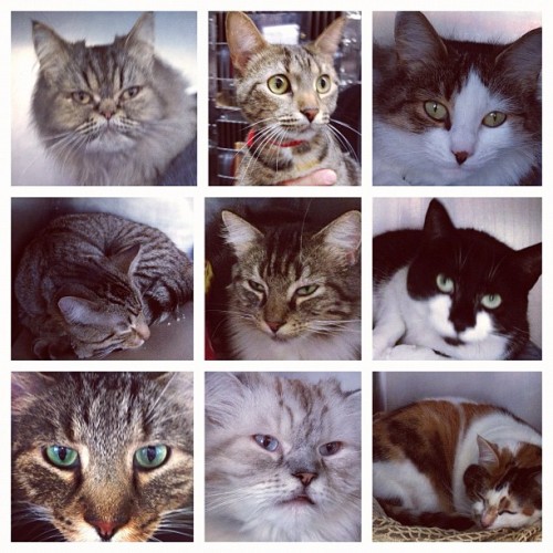 From @onesweetworld7 Hi! Here are 9 of our many available cats for adoption at the Anti-Cruelty Society in Chicago! Check out www.anticruelty.org to see these cats and more that are available at our shelter. Ask me for their names and I’ll tell you...