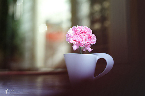 ℘retty ℛosetta