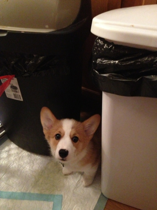 wilsonthecorgi:  It’s okay, Wilson. I promise the vacuum cleaner won’t eat you. You can come out from your hiding spot. 