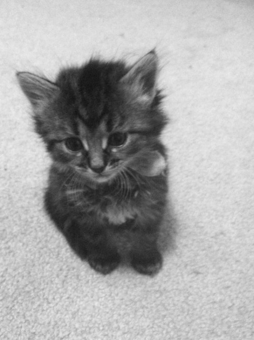 unrevealing:  meow