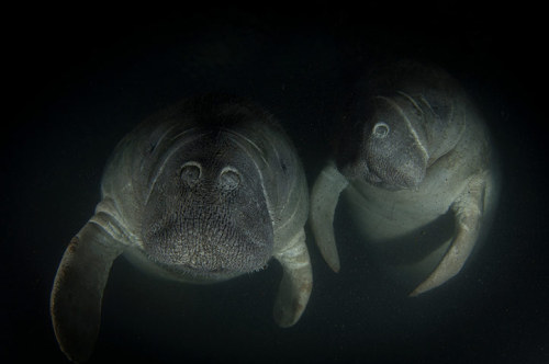 One of the ZSL animal photography prize 2012 winning pictures, Last Chance To See, of two manatees taken by Ibrahim Roushdl.  Photograph: Ibrahim Roushdl/ZSL