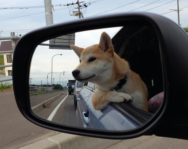 dailyportalz:  @nifty：デイリーポータルZ：ちょっと見てきて：車に乗っているペットが見たいです