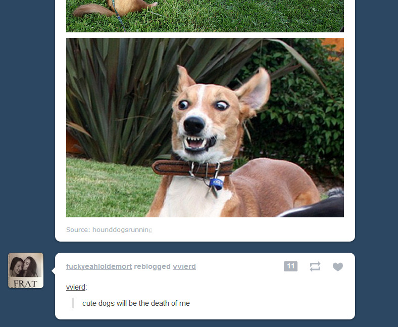 the-absolute-funniest-posts:  laughinyohead: I LOVE MY DASHBOARD SO MUCH  Follow