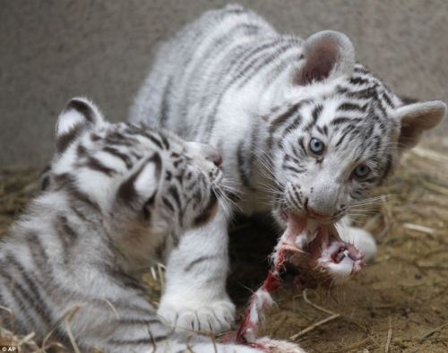 zooophagous:8-alpha-leonis-8:White tigers are so rare that only one in every 10,000 Bengal tigers is