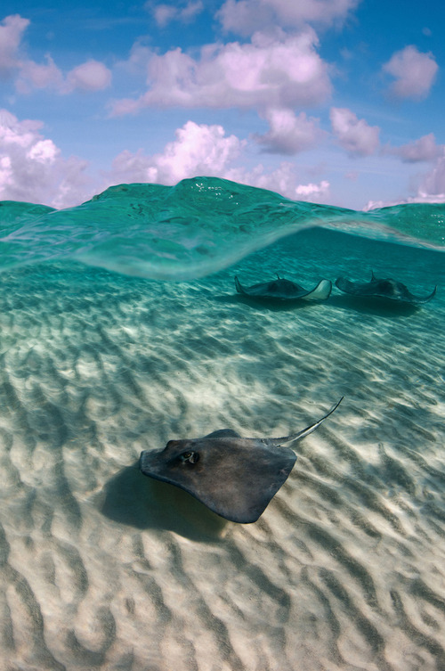 earth-song:  “Stingrays” by Paul Colley 