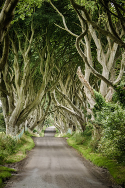 indecentem:  the dark hedges, northern ireland