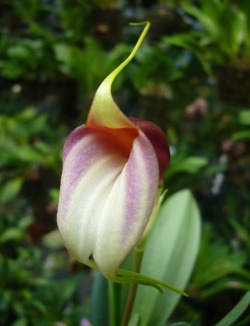 orchid-a-day:  Masdevallia reichenbachiana Syn.: Reichantha reichenbachiana September 24, 2012 