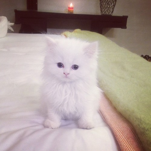 beccers: Kim Kardashian’s kitten is literally perfect