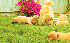 Porn Pics tomhard-y:  Golden Retriever puppies 