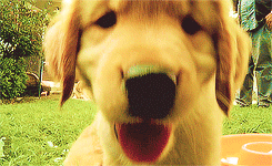 tomhard-y:  Golden Retriever puppies  adult photos