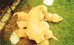 Porn tomhard-y:  Golden Retriever puppies  photos